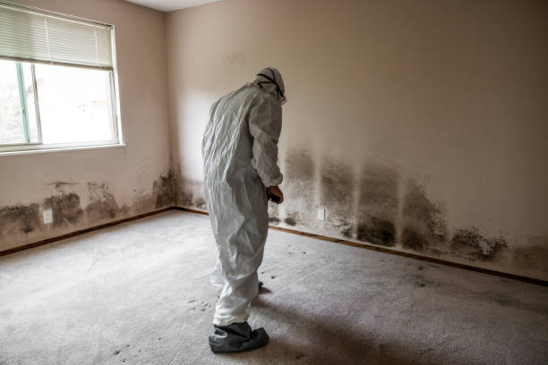 Best Basement Mold Remediation in Dewey Humboldt, AZ